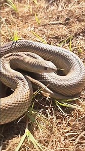 Brown Snake in the Wild | Dangerous Snake Encounter #naturelovers #snakevideo #snakelovers