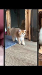 Funniest Cat 😾 Cats Being Cats 😻 #FunnyCats Ep 3636