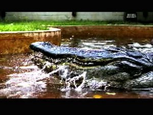Crocodile Feeding Frenzy - Gator Jaws