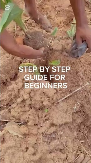 How to Plant Oil Palm Nursery | Step-by-Step Guide for Beginners