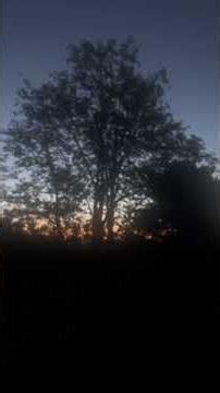 Wonderful Highland Song Thrush sings at Dawn!