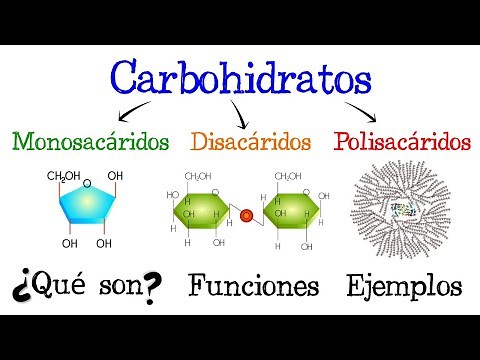 🍞 Carbohidratos 💥 ¿Qué son? 🥔 Funciones 🍟 EJEMPLOS 🥞 [Fácil y Rápido] | BIOLOGÍA |