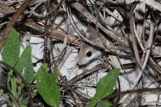 Join our Gulf State Park team as we work with Trent Farris, a Volkert consultant, to monitor the endangered Alabama Beach Mouse population along the boundaries of Gulf State Park. This video and the data collected is made possible through a federal permit issued by U.S. Fish & Wildlife Service. | Gulf State Park-Alabama