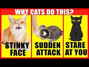 The Meaning Behind 7 Cat Behaviors Explained #Video