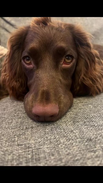 Irreplaceable #ifoneofusdies #willowthecockerspaniel #chocolatespainel #puppy #love #bestfriend #iconic #fyp #dogsoftiktok #spainelsoftiktok #workingcockerspaniels #love #adogslife #adogspurpose @Grace 🏝✨