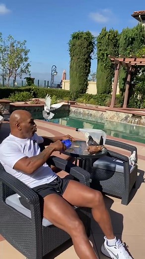 The first fight I ever got into was with a neighborhood bully when he killed one of my pigeons. I’ve always have had a connection with these birds.