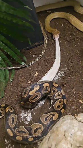 Another big meal for my King cobra . Ophiophagus bungarus 0.1 . #snakelovers #snakesofinstagram #snake #snakesofg #love #serpente #herpsofig #cobra #beard #viking #reptile #cobrakai #venomous #freehanding #venomoussnake #snakelover #dangerous #deadly #black #snakebite #white #reptilefanatics #psycho #hashtags #feeding #ophiophagusbungarus #kingcobra | Tomreptile