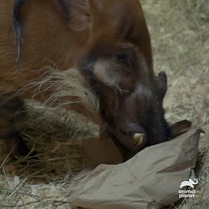 33K views · 553 reactions | Red river hogs are known for their distinct red coloring, making them the most colorful of the pig family  Don't miss tonight’s episode of #TheZoo at 9p on #AnimalPlanet. #VOTD #VideoOfTheDay | Animal Planet | Facebook