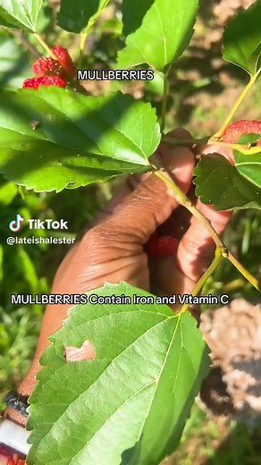Discover the Benefits of MULLBERRIES and Mulberry Tea