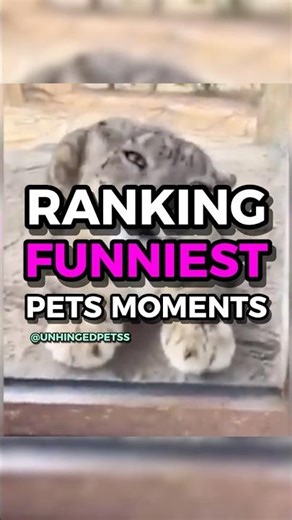 Ranking The Most Entertaining Animals Ever #funnyshorts #trending #pets