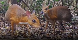 Rare deer-like species photographed for first time in wild (video) - ProtoThema English