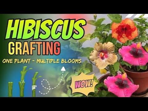 Mastering Hibiscus Grafting: One Plant, Multiple Blooms 🌺 Easy tutorial for successful Grafting ✨🌱