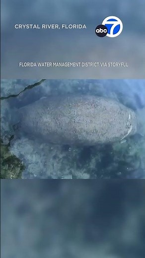Hundreds of manatees gather in toasty waters