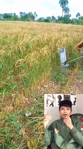 238K views · 353 reactions | cara panen padi menggunakan alat seperti mesin rumput #cara #tips #trik #tutorial #viral #reaction #reaksi #info #informasi #terkini #update | ZR TV React | Facebook