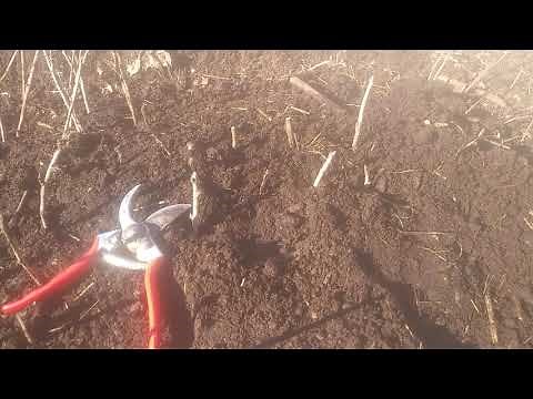 Propagating Currants from Cuttings
