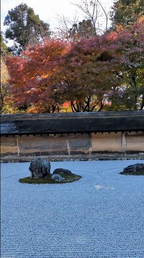 【石庭と紅葉🍁】京都龍安寺②「石庭の正面から」11月23日 京都旅行 京都観光北山地区 京都府京都市 kyototravel kyoto japan