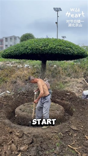 Moving Giant Topiary Trees #trees #topiary #niwaki #bonsai #gardening | Wild Heart