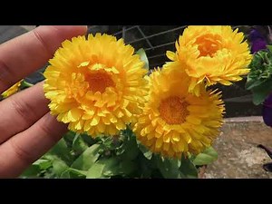 Calendula Plant care | Calendula Flower Growing