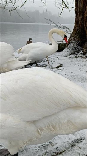 Peaceful Swans Feeding and Resting in the Snow 🦢❄️