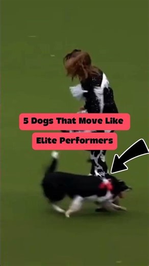 5 Dogs That Move Like Elite Performers 🐕🔥