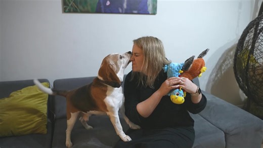 Happy beagles greet owners and enjoy new toys