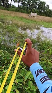 Slingshot hunting full video in my youtube channel in my bio! មើលវីដេអូពេញក្នុង​youtube channel in bio. #slingshot #slingshotkite #viralvideo #viraltiktok #love #hunting #DIY #TaylorSwift #Messi #MGI #fypシ゚viralシ2024fyp #reelsfbシ #reels #everyone #highlights @everyone @highlight | ចំពាមអុីណុក SlingShot Cambodia