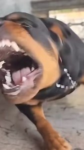 ⚠ Agressivité chez le chien : comment l'éviter ? 🐕‍🦺😬 L'agressivité chez un chien n'est jamais une fatalité. Elle est souvent le résultat d'une absence d'éducation ou d'une mauvaise gestion dès le plus jeune âge. 📅❌ L'éducation de votre chien doit commencer dès ses premiers mois. 🐾💡 Une bonne socialisation, des règles claires, et un apprentissage adapté peuvent éviter bien des comportements problématiques à l'âge adulte. 🚫🗣 👉 Ne laissez pas le comportement de votre chien devenir un prob