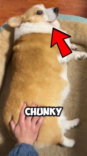 What Happens If You Overfeed Your Dog Everyday? 🐶