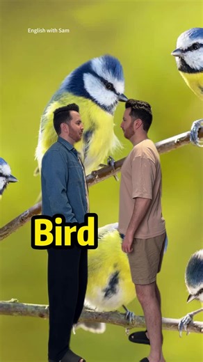 English with Sam - 帅山姆先生 on Instagram: "English lesson: different bird names #englishlesson #English #learnenglish #anglais #ingles #englishlearning #fblifestyle #englishteacher #englishtips"