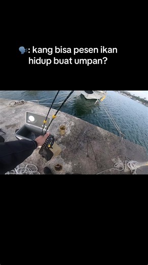 Pesan Ikan Hidup untuk Umpan di Wakayamashi — Cara & Tips