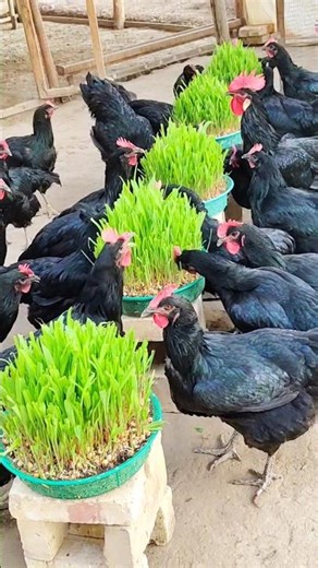 Feeding chickens vitamin greens in winter / Qora shaxzoda tovuqlari #chicken