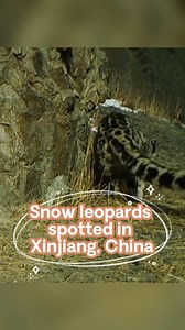 Images of three snow leopards have been captured by an infrared camera in the mountains in Wusu City, northwest China's Xinjiang. #Snowleopards #RareAnimals #Xinjiang #China | China Xinhua News
