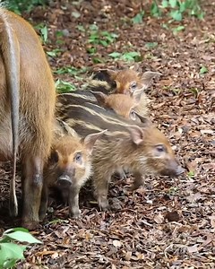 64K views · 1K reactions | SO STINKIN' CUTE  Red river hog piglets explore their habitat at the Nashville Zoo  Video: @NashvilleZoo | WZTV FOX 17 News, Nashville | Facebook