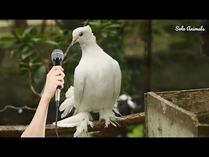 Pigeon Sound: Sound Of Pigeon | Kabutar Ki Awaaz | Kabutar | Pigeon Voice | Solo Animals