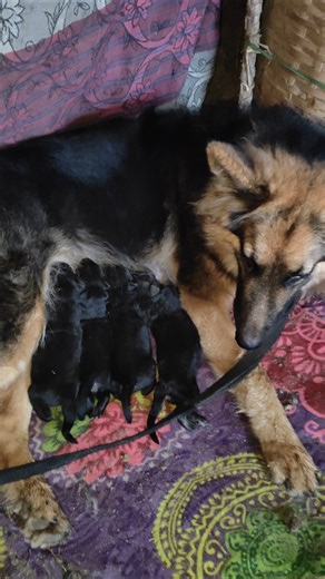 1 day to 1 month german shepherd puppy #germanshepheard #puppy #pets