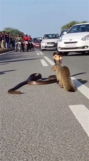 Road Par Saap Aur Nevla Ki Bhayankar Ladai 😱 | Snake vs Mongoose #shorts