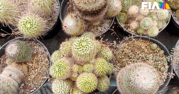 Saqueo de cactus en México: un negocio millonario que pone en peligro nuestra biodiversidad