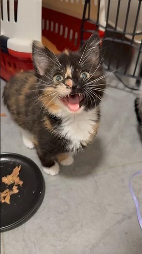The cutest little chirps 🥹 visit Java Whiskers Cat Café London - link in bio!