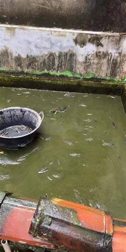 31-12-2025 menuju ke 01-01-2026. Pulo umah lobster farms lumajang, cak donga.#dongalobsterfarmspulolumajang #puloumahlobsterlumajang #lumajang #lumajangtiktok #lumajangsae