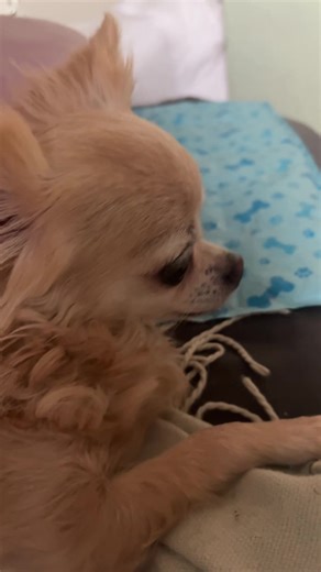 Amy  Rosie arraignments (@amysrosie)’s videos with Ready - Official Sound Studio