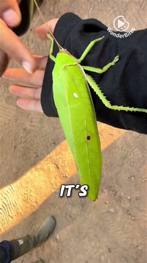 Why People Pay $1,000 for Fighting Crickets in China