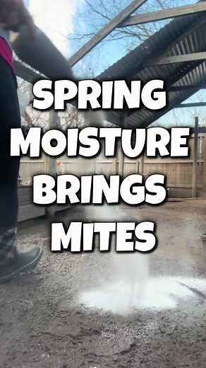 Prevent Chicken Mites with Clean Coop Practices
