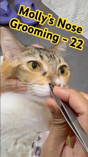 Cleaning my cats nose part 22 | Molly’s Nose Cleaning #cat #catgrooming #cutecat #mollynosecleaning