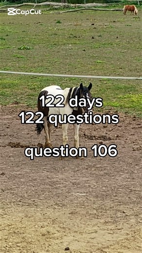 question 106 #horse #equestrianjourney #equestrian #pony #populair #viralshort #riding #horseriding