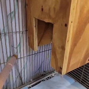 4.8M views · 11K reactions | (Trying this again! Hopefully the video loads!) Seraphina the eastern screech owl prefers we don't look at her when she is in her cage...but she likes to pull a Gladys Kravitz with us, and be nosy about what we are doing! Hope you all are having a good hump day!  (sound on) | Nature's Nursery | Facebook