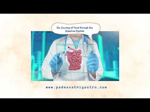 The Amazing Journey of Food Through the Digestive System