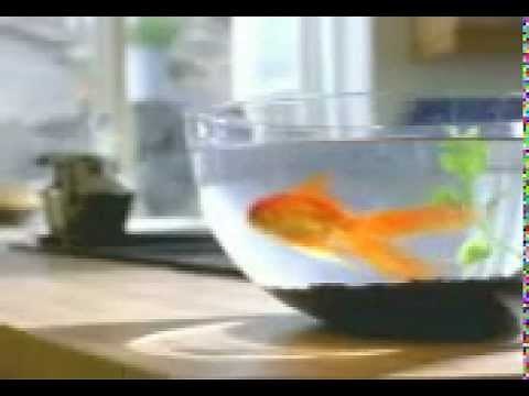 Why should learn languages? Funny commercial