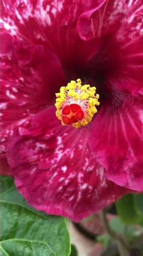 Hybrid Hibiscus Flower 🌸 Home Gardening #hibiscus #flowers #beautiful #nature