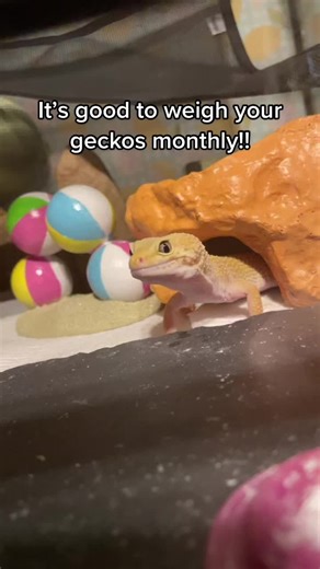 Proper Animal Care Tips for Leopard Geckos