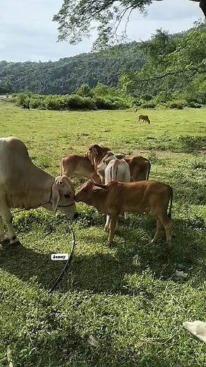 Intayon maki pastor ti baka da😁😁😁 | Jenny Beth Maganis